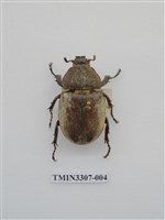 藏品(獨角仙)的圖片